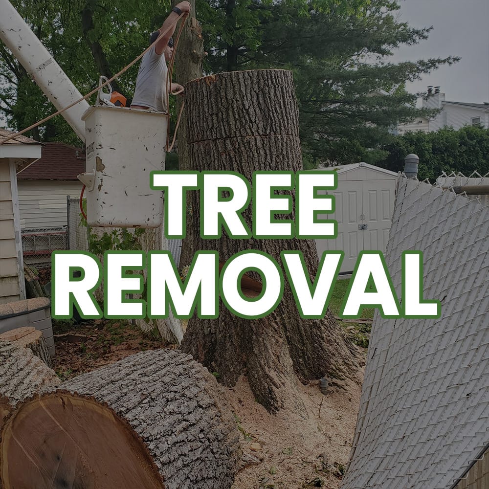 Staten Island Tree Removal Staten Island Tree Removal