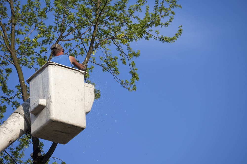 A Man in a Bucket Truck Trimming Trees