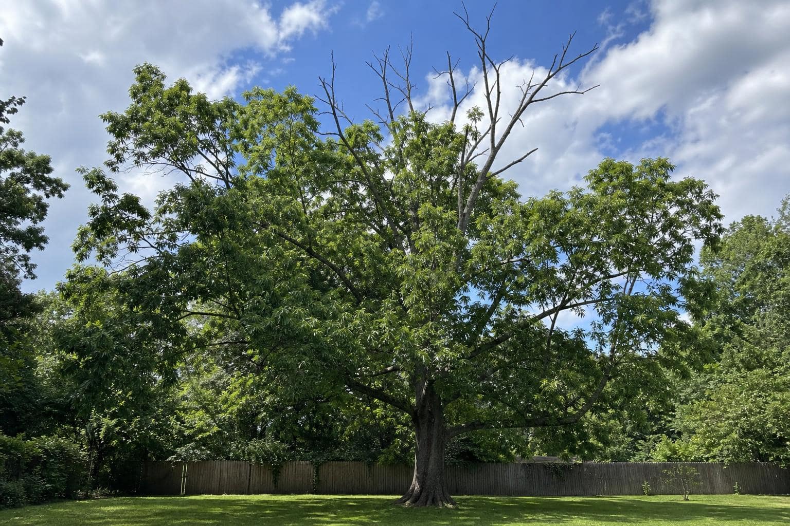 Tree Removal Permit Staten Island Large mature tree in a Staten Island backyard that may require a permit before removal