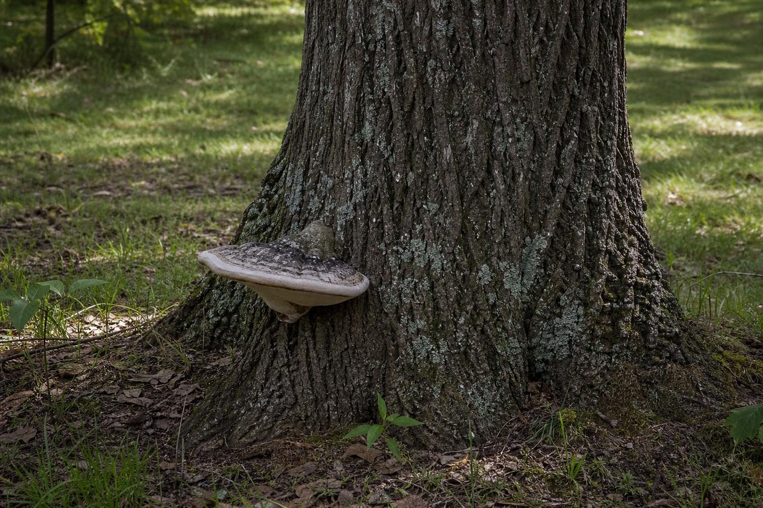 Close-up of a mature tree trunk showing fungal growth that warrants a professional tree inspection on Staten Island