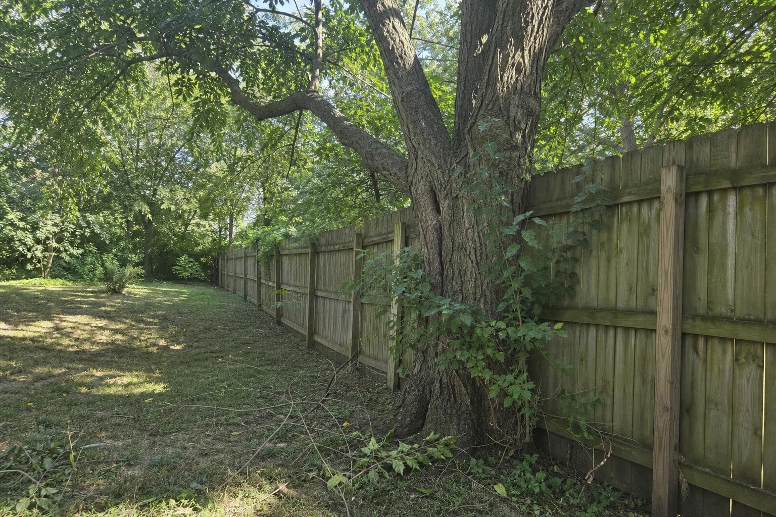 Backyard Tree Removal in a Fenced Staten Island Yard Backyard tree removal preparations in a fenced Staten Island yard