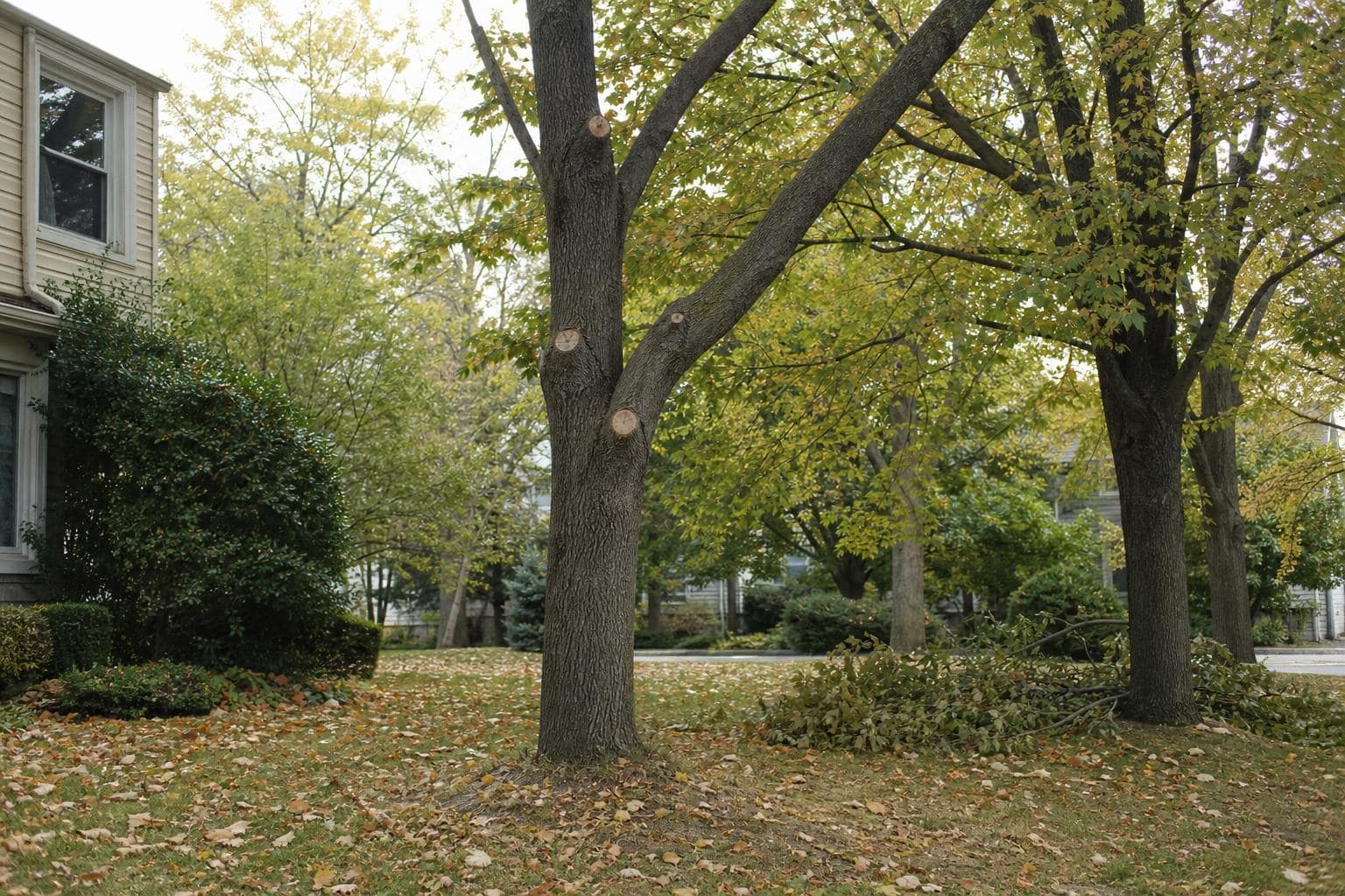Limb Pruning in a Staten Island Yard Cut branches beside a shade tree in a Staten Island residential yard