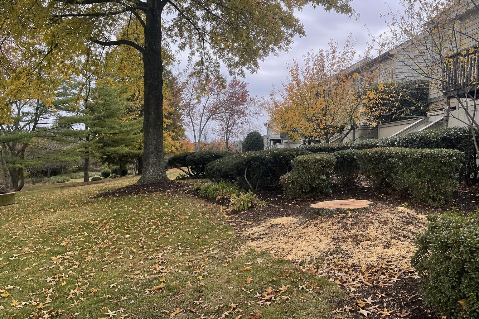 Landscape photo of autumn trees and recent tree work at a Staten Island HOA property