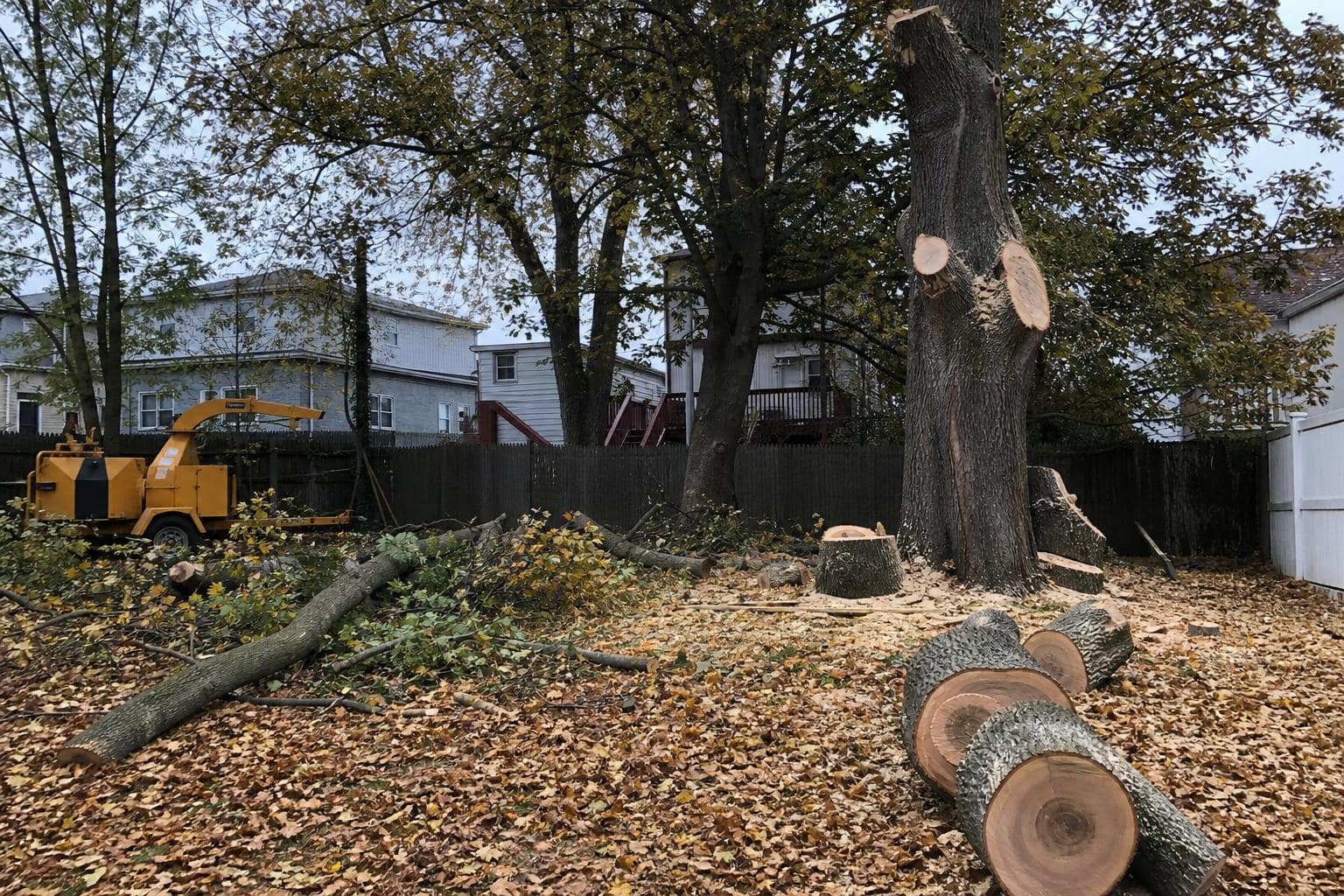 Cellphone photo of Staten Island backyard tree removal in autumn, no people