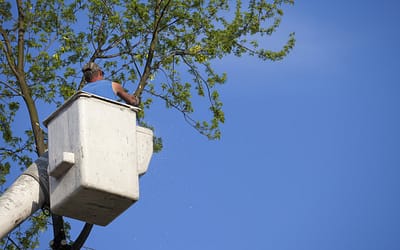 What To Look For In A Staten Island Tree Removal Specialist