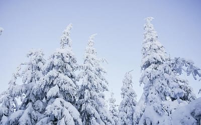How Trimming Your Trees Before Winter Can Prevent Expensive Damage