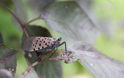 How Spotted Lanternflies Affect Your Trees and How G&R Can Help!