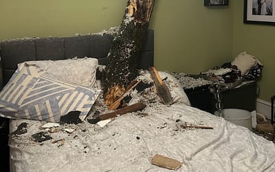 Why Tree Inspections Matter More Than Most Homeowners Realize