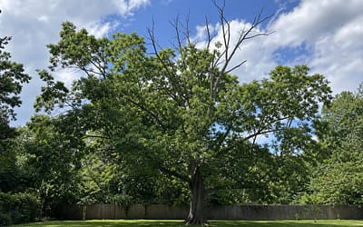 Do You Need a Permit to Remove a Tree on Staten Island?