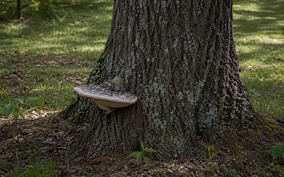 When Do You Need a Tree Inspection on Staten Island?