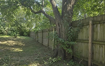 Planning Tree Removal in a Fenced Staten Island Backyard