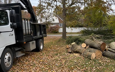 The Benefits of Tree Trimming in Staten Island During Fall