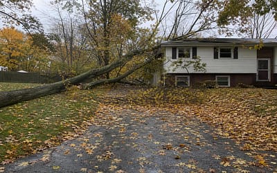 Emergency Tree Service on Staten Island: What to Do When a Tree Falls