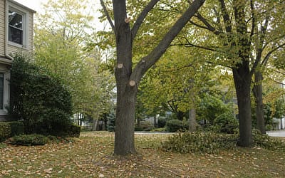 Limb Pruning for Safety and Curb Appeal in Staten Island Neighborhoods
