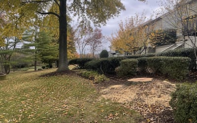 Protecting Your Community: HOA Tree Removal Services on Staten Island
