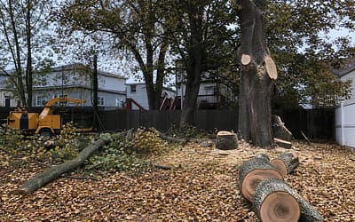 Why Fall is the Best Season for Tree Removal in Staten Island